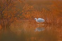 Aigrette garzette (Basse-vallée de l'Aude)