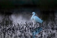 Aigrette garzette (Basse-vallée de l'Aude)