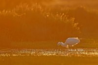 Aigrette garzette (Basse-vallée de l'Aude)