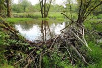 Barrage de castor (massif ardennais)