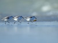 Bécasseaux sanderlings (côte picarde)
