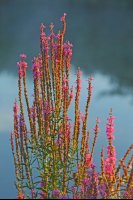 Bords de Somme