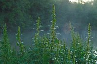 Bords de Somme