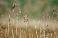 Bruant des roseaux mâle (Baie de Somme)