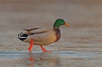 Canard colvert (Somme)