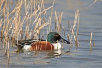 Canard souchet (côte picarde)