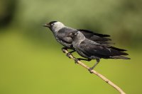 Choucas des tours (Parc national d'Hortobagy, Hongrie)