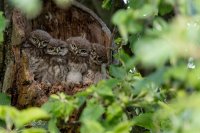 Chouettes chevêches juvéniles (Somme)