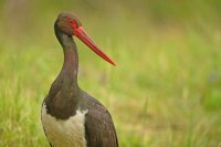 Cigogne noire (Parc national d'Hortobagy, Hongrie)