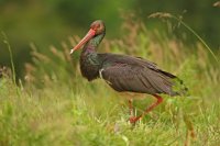 Cigogne noire (Parc national d'Hortobagy, Hongrie)