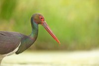 Cigogne noire (Parc national d'Hortobagy, Hongrie)