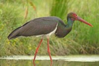 Cigogne noire (Parc national d'Hortobagy, Hongrie)