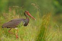 Cigogne noire (Parc national d'Hortobagy, Hongrie)