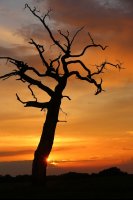 coucher de soleil sur arbre mort (Aisne)
