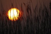 Coucher de soleil sur la roselière (littoral picard)