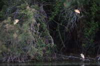 Crabiers chevelus (Basse-vallée de l'Aude)