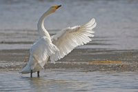 Cygne chanteur (Marquenterre)