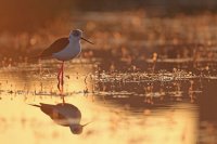 Echasse blanche (Basse-vallée de l'Aude)