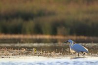 Aigrette garzette (Basse-vallée de l'Aude)