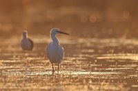 Aigrette garzette (Basse-vallée de l'Aude)