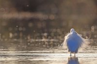 Aigrette garzette (Basse-vallée de l'Aude)