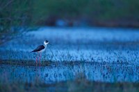 Echasse blanche (Basse-vallée de l'Aude)