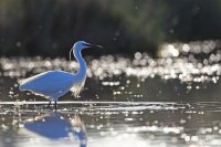 Aigrette garzette (Basse-vallée de l'Aude)