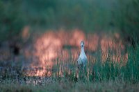 Echasse blanche (Basse-vallée de l'Aude)