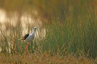 Echasse blanche (Basse-vallée de l'Aude)