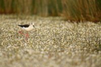 Echasse blanche (Basse-vallée de l'Aude)