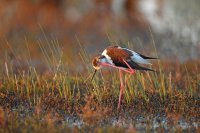 Echasse blanche (Basse-vallée de l'Aude)