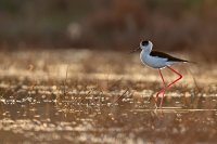 Echasse blanche (Basse vallée de l'Aude)