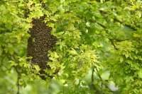Essaim d'abeilles (Somme)