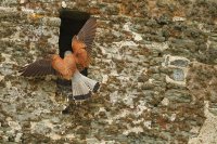 Faucon crécerelle mâle (Cotentin)