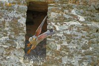 Faucon crécerelle mâle (Cotentin)