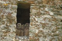 Faucons crécerelles juvéniles (Cotentin)