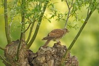 Faucon crécerelle femelle (Marquenterre)
