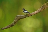 Gobemouche noir (Parc national d'Hortobagy, Hongrie)