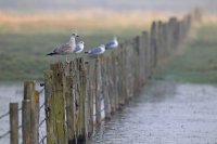 Goélands argentés (Baie de Somme)