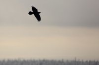 Grand corbeau  (Finlande)