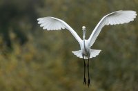 Grande aigrette (Flandres occidentale)