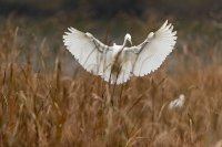 Grande aigrette (Flandres occidentale)