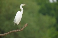 Grande aigrette (Parc national d'Hortobagy, Hongrie)