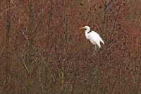 Grande aigrette (Somme)