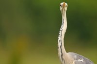 Héron cendré (Parc national d'Hortobagy, Hongrie)