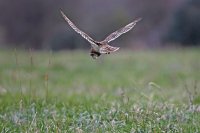 Hibou des marais (côte picarde)