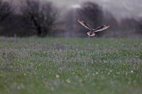 Hibou des marais (côte picarde)