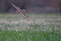 Hibou des marais (côte picarde)