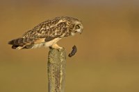 Hibou des marais (côte picarde)