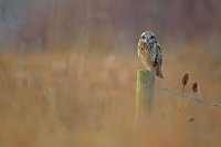 Hibou des marais (côte picarde)